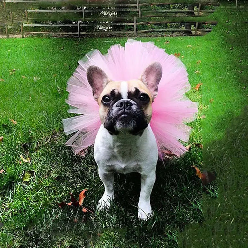 Pet Puppy Small Dog Lace Skirt Princess Tutu Dress Clothes Apparel Costume Cute Pet Shop Tudo Para Caes Puppy Clothes Dog Dress