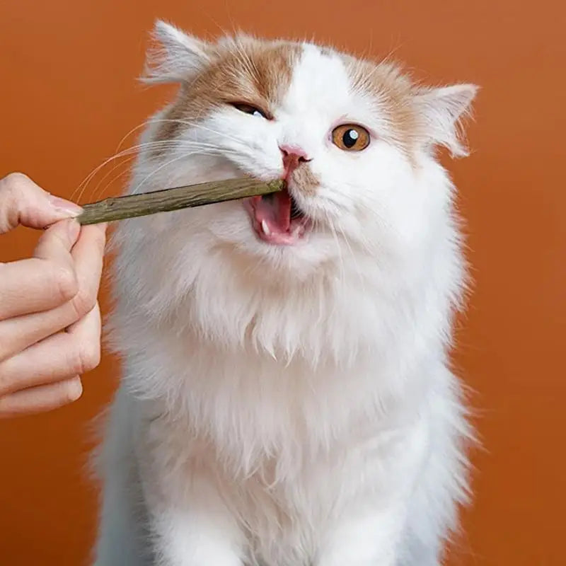 Teething Stick for Growing Puppies 14 Pieces Natural Teething Sticks Stress Relief Bully Sticks Chew Toys for Pet Dog Puppy Cat