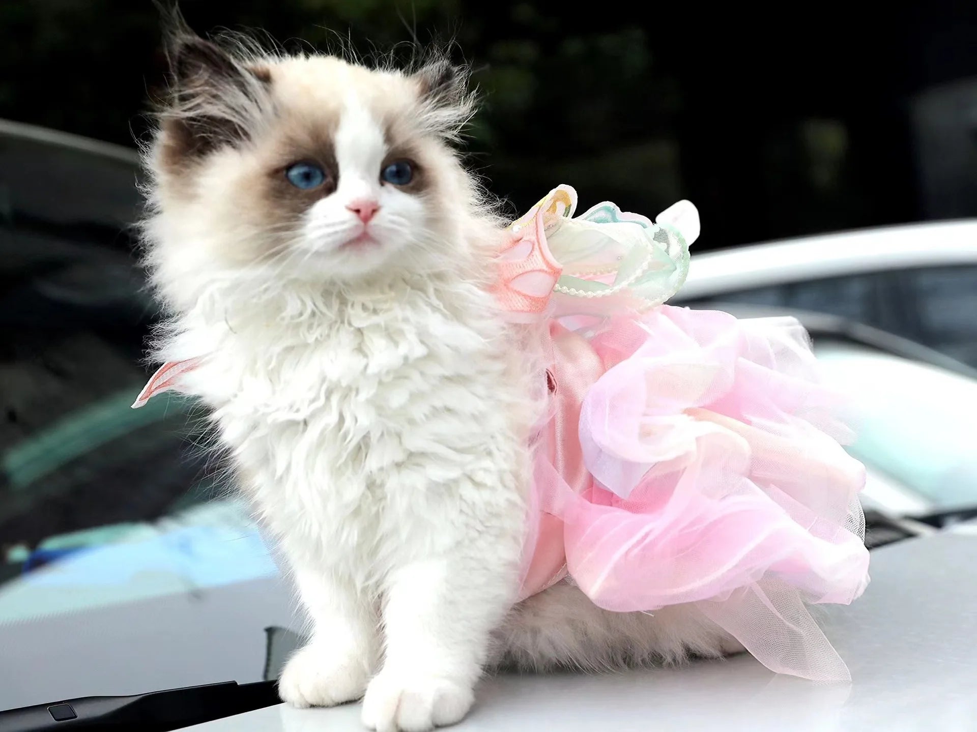 Pet Clothes Dog Wedding Dress Prom Party Princess Dresses for Small Dogs Luxury Dog Clothes Puppy Costume Colorful Pet Supplies