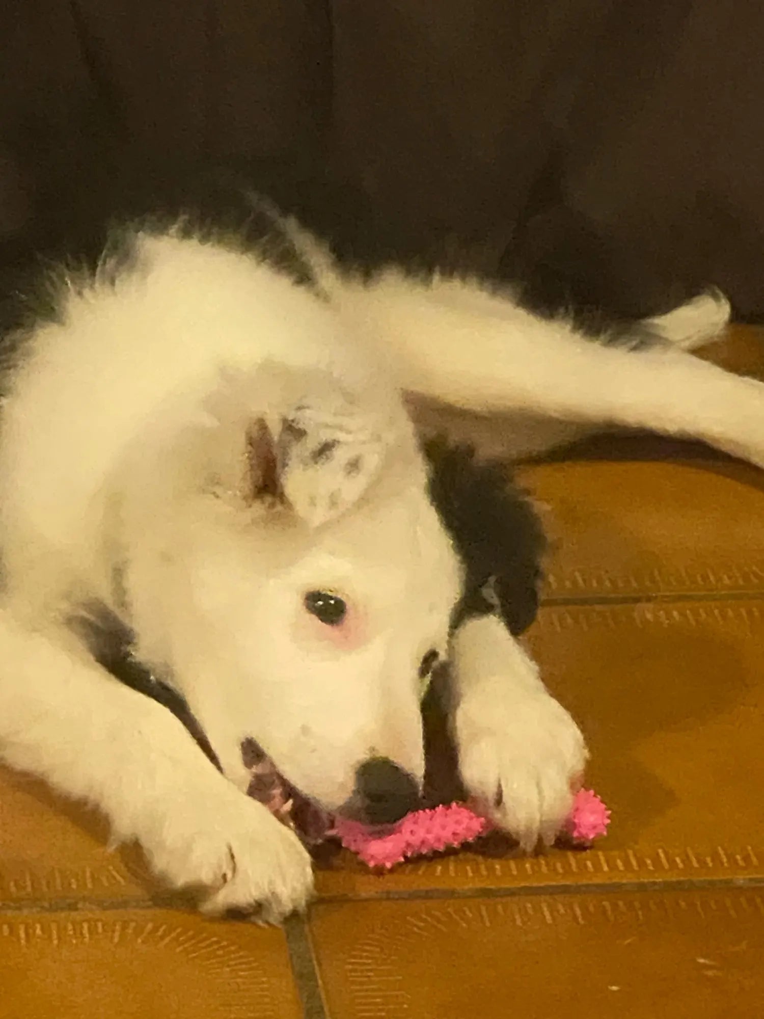 Pet Toys for Small Dogs Rubber Resistance To Bite Dog Toy Teeth Cleaning Chew Training Toy Ball Interactive Toys Pet Supplies