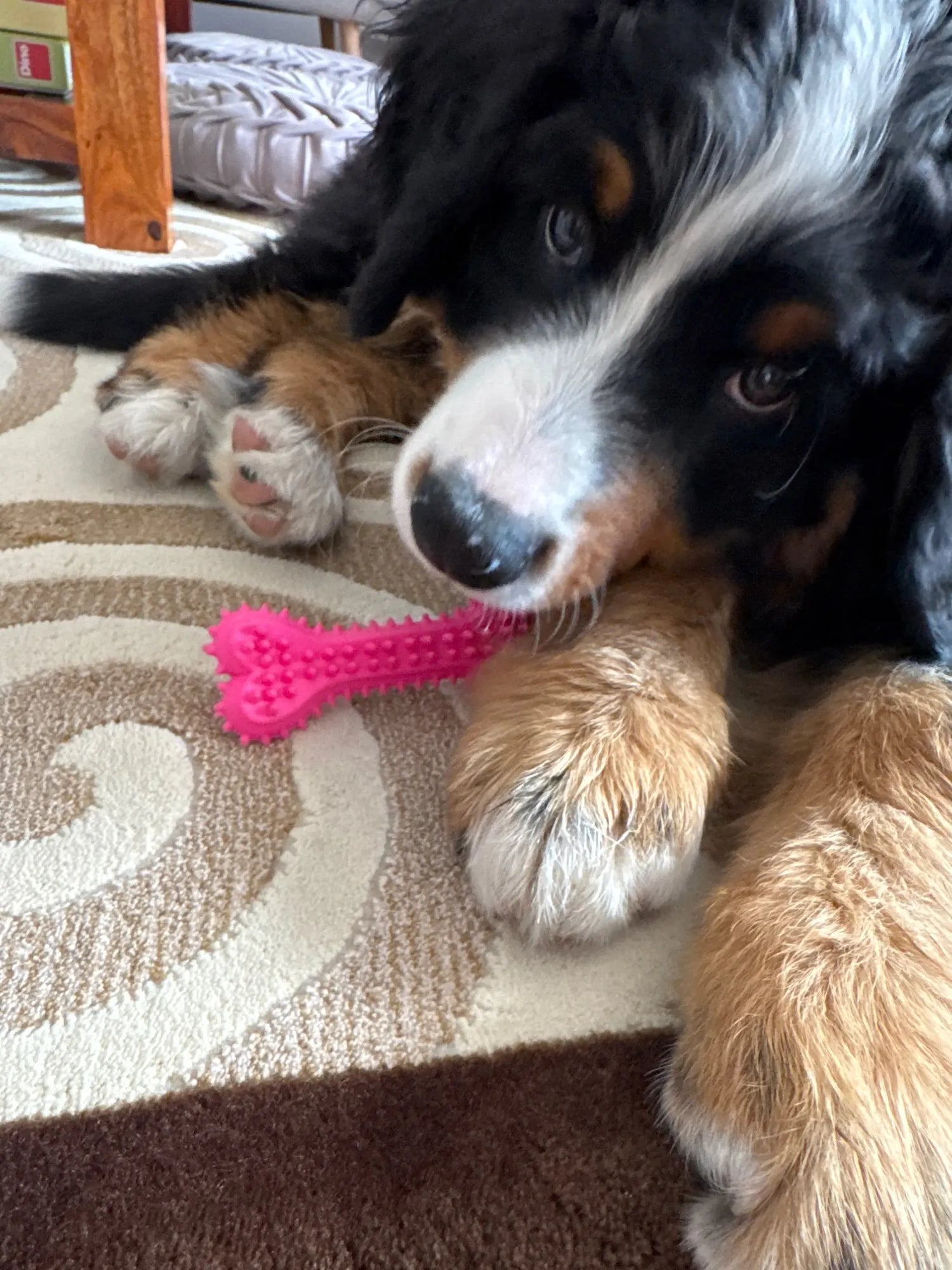 Pet Toys for Small Dogs Rubber Resistance To Bite Dog Toy Teeth Cleaning Chew Training Toy Ball Interactive Toys Pet Supplies